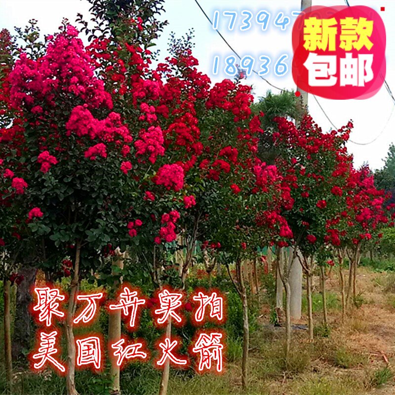 庭院行道开花绿植观花树紫薇树苗百日红红火球美国红火箭大苗盆栽|ruв категории доставка цветов/цветок моделирования/растения садоводства, садовое растение/даосское дерево/фруктовых деревьев, видовой лист/цветочный куст - от Buy2taobao.com для оказания профессиональной услуги покупки агента Taobao