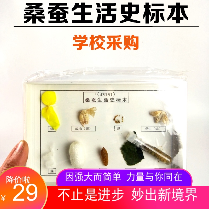 桑蚕生活史标本 中小学生物标本科学实验器材 43151生物仪器 教学