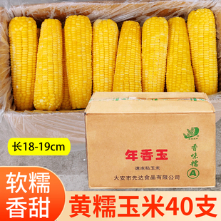 年香玉速冻散装黄糯玉米棒A级粘糯冷冻大号甜糯玉米早餐商用40根