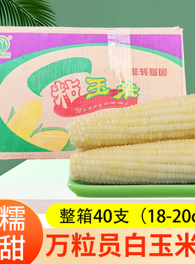 万粒员东北白糯玉米40支装18-20cmA级大棒香甜软糯酒店早餐店摆摊
