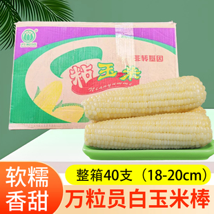 万粒员东北白糯玉米40支装18-20cmA级大棒香甜软糯酒店早餐店摆摊