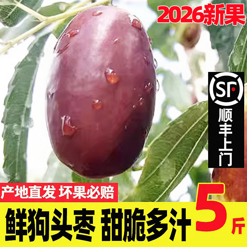 狗头枣鲜枣甜脆现摘5斤顺丰包邮