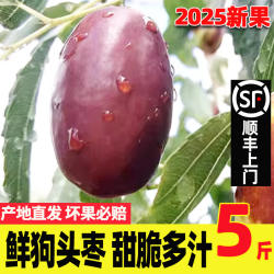 鲜枣狗头枣陕西特大枣新鲜陕北延安脆枣鲜红枣长枣水果枣子新鲜