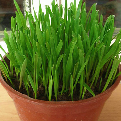 种植猫草 优质有机猫草种子麦草高发芽率 帮助排出毛球 2两/100克