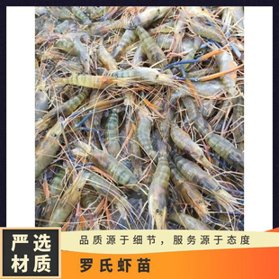 淡水虾苗 罗氏虾苗 大头虾苗 稻田养虾 壳繁殖淡水罗氏沼泽虾苗