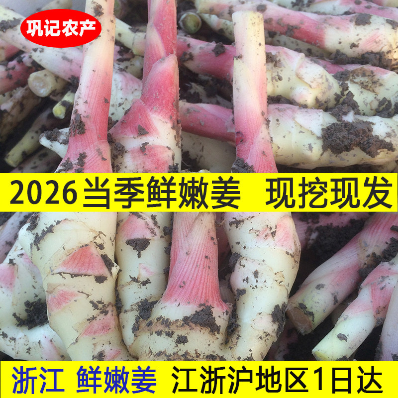 浙江新鲜嫩姜土姜现挖现发