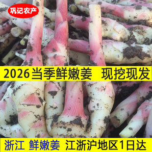 新鲜嫩姜浙江仔姜现挖现发 适合做醋泡生姜红芽子姜当季微带泥