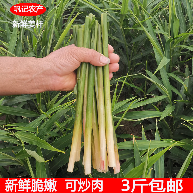 新鲜生姜杆子姜适合炒菜姜梗3斤