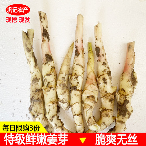 嫩姜特级子姜新鲜小仔姜独根
