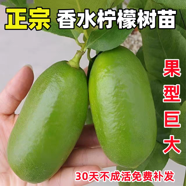 台湾四季长果香水柠檬树苗食用南北盆栽地栽种植青柠檬树苗
