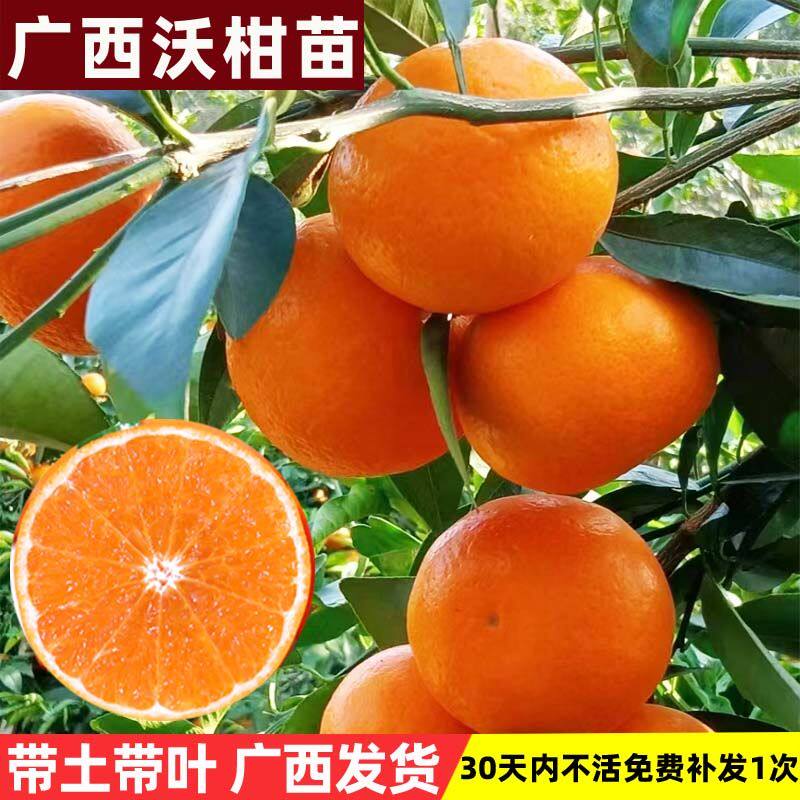 正宗广西沃柑无籽果树苗武鸣沃柑果树091无核沃柑苗南北方可种植