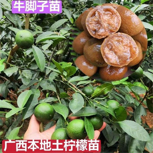 广西土柠檬树苗牛脚子果树苗野生果树薄皮厨房料浓郁腌制野生柠檬
