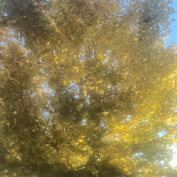 银杏叶标本现摘现拣