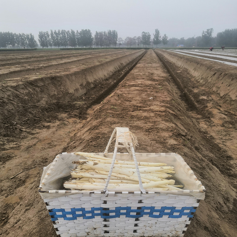 白芦笋新鲜特级当季现挖绿色蔬菜中西餐食材酒店特供京东顺丰包邮