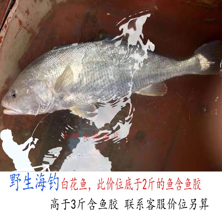 白花鱼胶价格 白花鱼胶图片 星期三