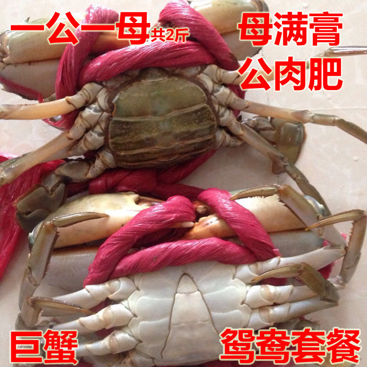 野生青蟹包肥包活 香辣蟹红鲟红膏蟹 海蟹公母共2斤