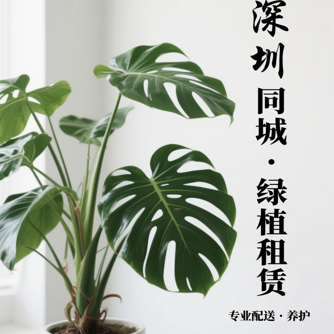 深圳办公室植物租赁 绿植绿化养 植物花卉租摆 绿墙工程 庭院设计