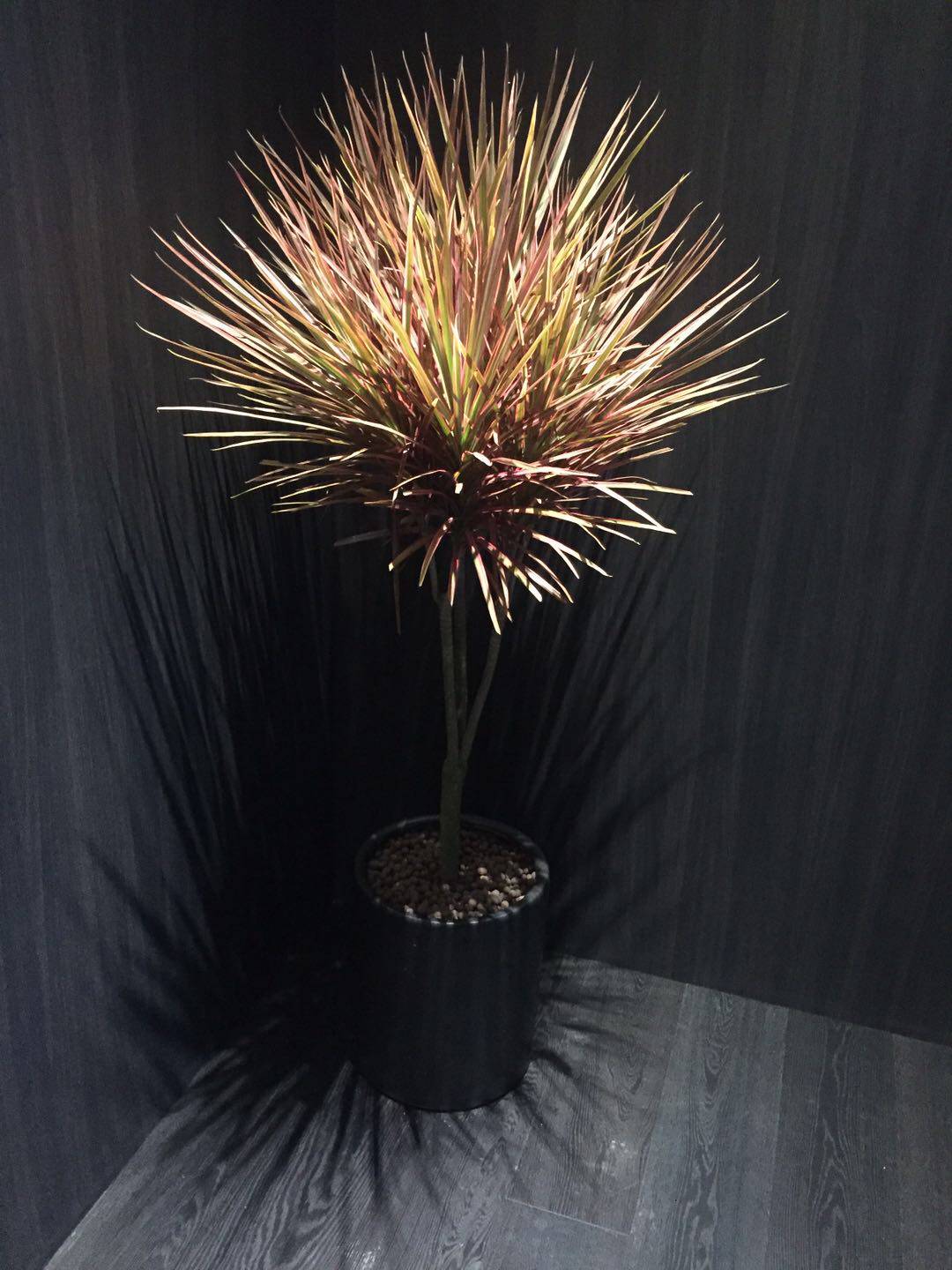 雅萱园艺千年木盆栽三色龙血树客厅室内防辐射绿植办公室盆景植物