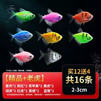 [Бутик+тигр] Ангел Рыба 16 2-3 см 12 Отправить 4 подготовки