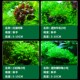 大 饰摆件套装 新品 鱼缸造景全套水草植物真草z活体水榕沉木造景装