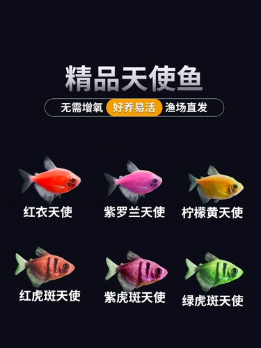 Ангельская рыба фри, смотреть рыбу, маленькая рыба маленькая пресноводная тропическая рыба, питательная живая рыба малави, живая рыба, золотая рыба зебра