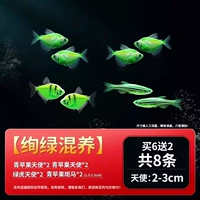 [Зеленый гибрид] В общей сложности 8 или 6 Получите 2 подготовки к сбору декоративной рыбы