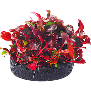 新品鱼缸水草植物真草活体增v氧阴性淡水鱼草新手懒人水榕造景水