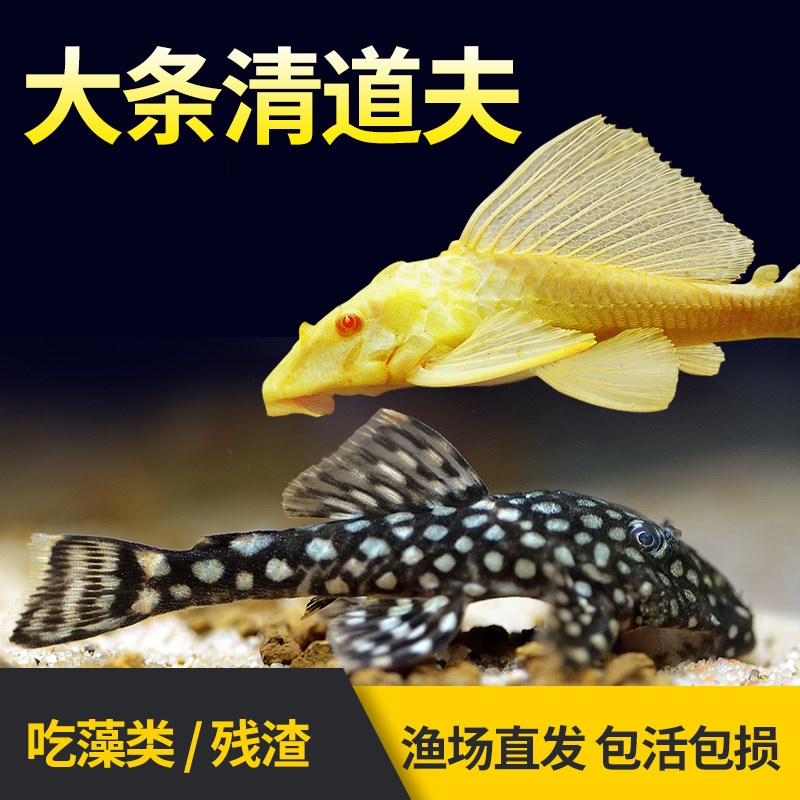清道夫鱼缸清洁工金苔鼠观赏鱼耐活热带冷水吃粪便藻类工具鱼
