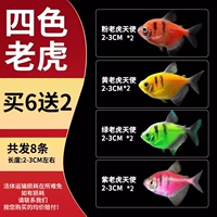 [Четырецветный тигр] Пакет 2-3 см A 6, чтобы отправить 2 поражения (всего 8)