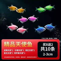 Десять бутик-ангела рыба 10 2-3 см 8 Получить 2 и 2 повреждения подготовки