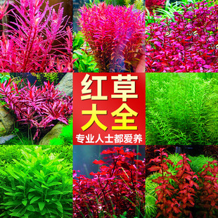 水草植物鱼缸水草生态造景真草养鱼阴性绿植爬地矮珍珠水培水兰