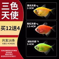 [Трехцветный ангел] 2-4 см Пакет C 12 Отправить 4 произведения потери (всего 16)