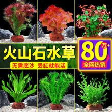 水草植物专用鱼缸造景摆件水培植物蜈蚣增氧火山石全套小鱼缸水草