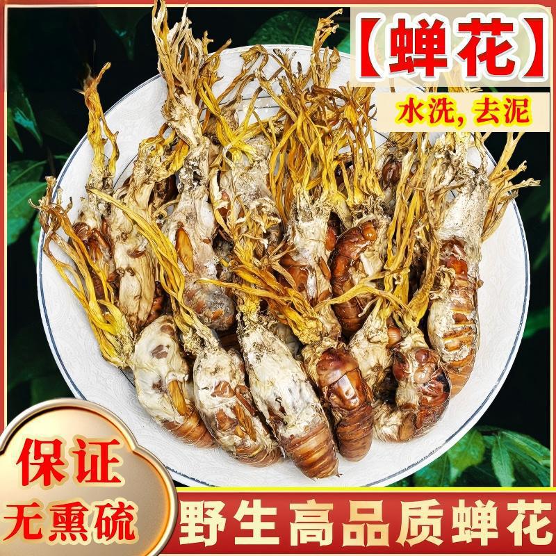 大别山金蝉花中药材野生500g新鲜金蚕花知了花虫草粉当年精选蛹