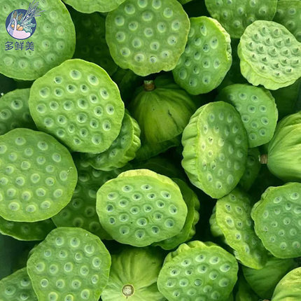 多鲜美新鲜莲蓬当季现摘现发莲子孕妇即食生吃水果莲蓬原产地直发
