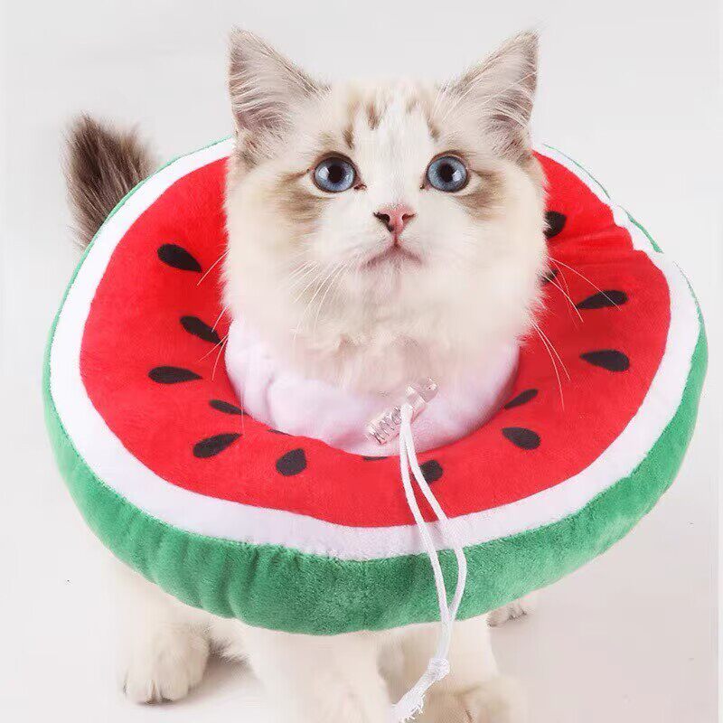 伊丽莎白猫圈 猫咪狗狗透明手术项圈脖套幼猫套头罩绝育防咬防舔