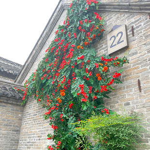 现货仿真花凌霄花炮仗花网红花墙背景拍照打卡假花装饰庭院造景批