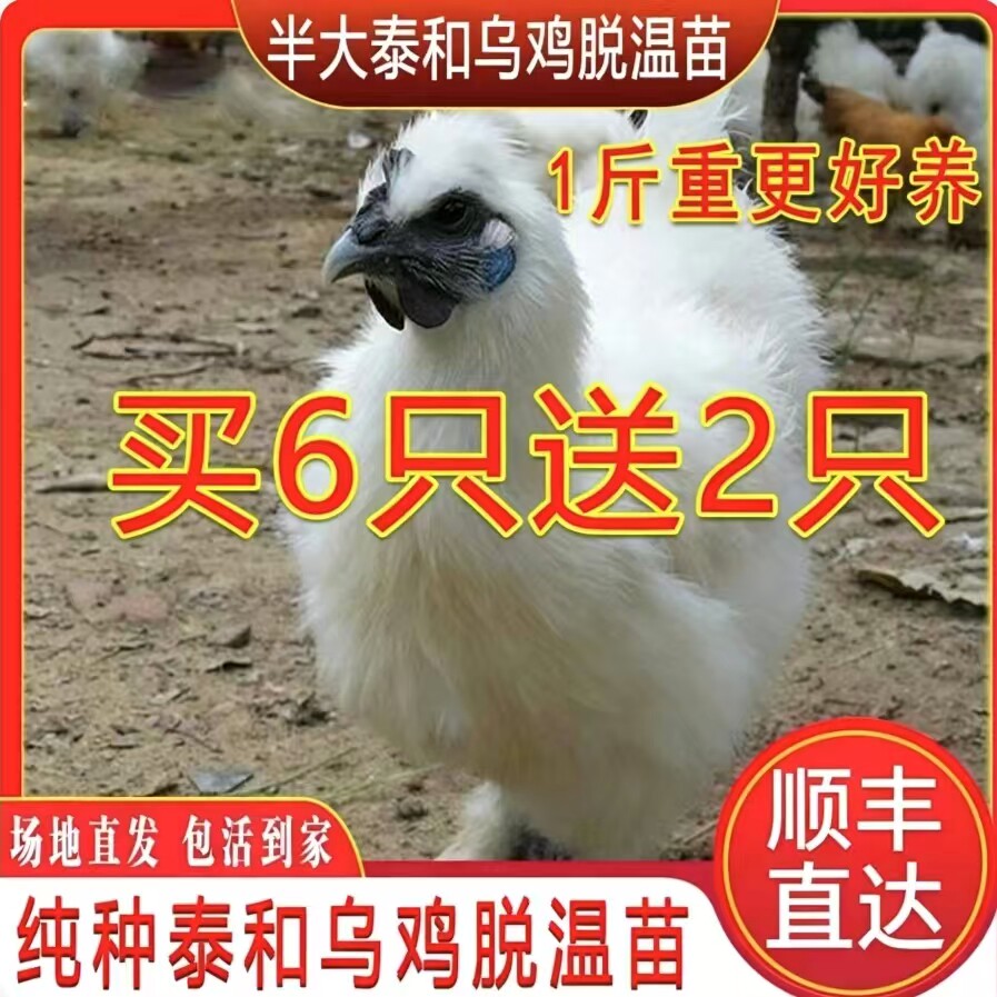 正宗一斤泰和白凤乌鸡活苗乌骨鸡