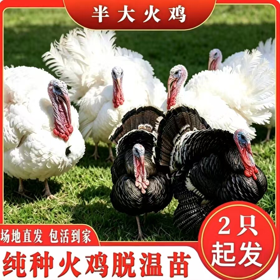 巨型尼古拉火鸡苗一斤火鸡活苗纯种尼古拉青铜火鸡半大火鸡脱温苗