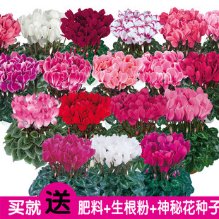 Morel*斯玛蒂兹仙客来花种子室内四季种易活盆栽花卉