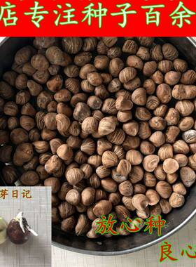 发财树种子绿植办公室客厅阳台花卉植物花苗籽小盆栽盆景
