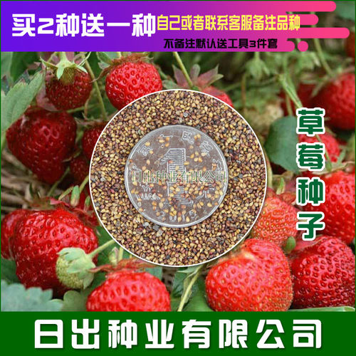 草莓种子阳台盆栽奶油白草莓 章姬 超甜四季播庭院草梅种种子