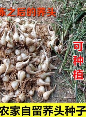农家茭白新鲜无叶种子