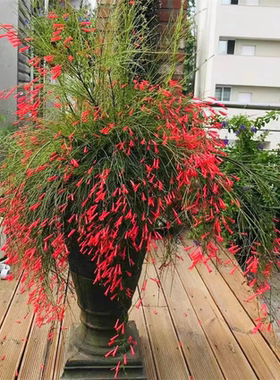 爆仗竹种子 盆栽吉祥草红色鞭炮花炮仗花种子喜阳耐热植物爆竹