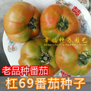 【杠69番茄种子】青岛特产 传统生吃西红柿 可自留种 春秋播种