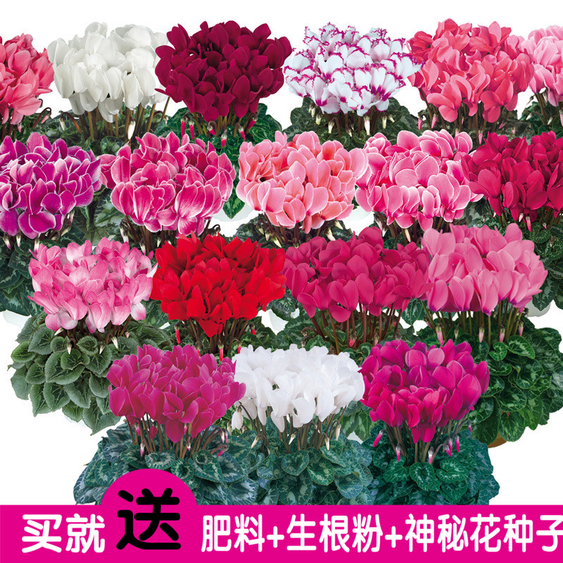 Morel*斯玛蒂兹仙客来种子 种子室内四季种易活约5粒