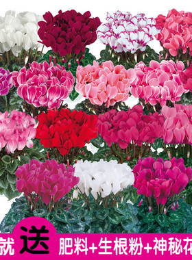 Morel*斯玛蒂兹仙客来种子 种子室内四季种易活约5粒