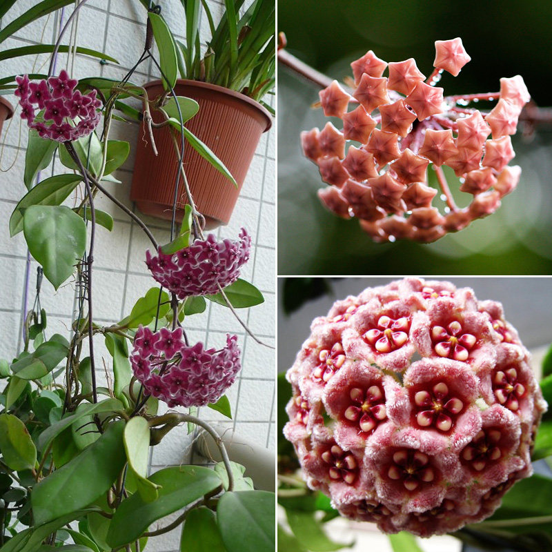 球兰种子 心形吊兰球形20粒装