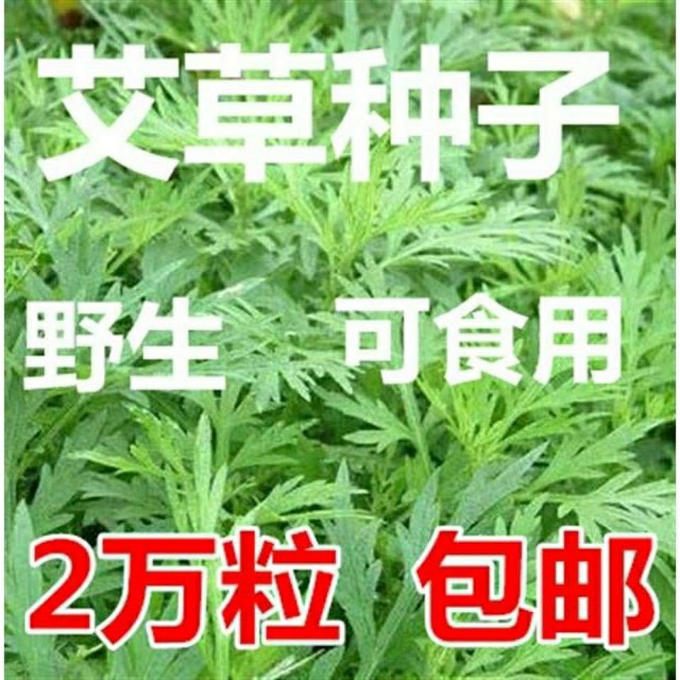 艾叶靳艾草种子药用野生香艾草苗食用青团大叶艾驱蚊草 艾灸种子图片