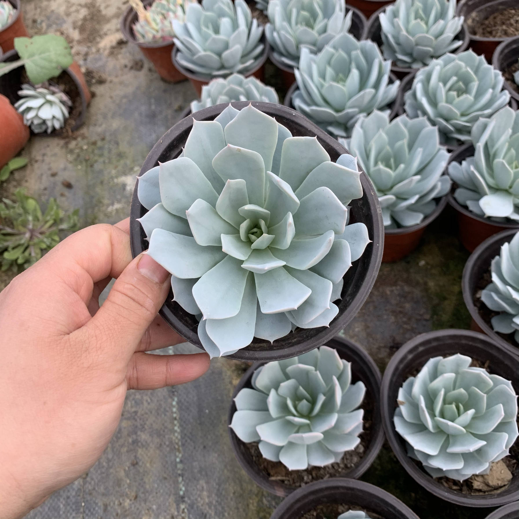 多肉植物蓝鸟大单头高颜值耐热室外阳台庭院新手好养莲花座包邮